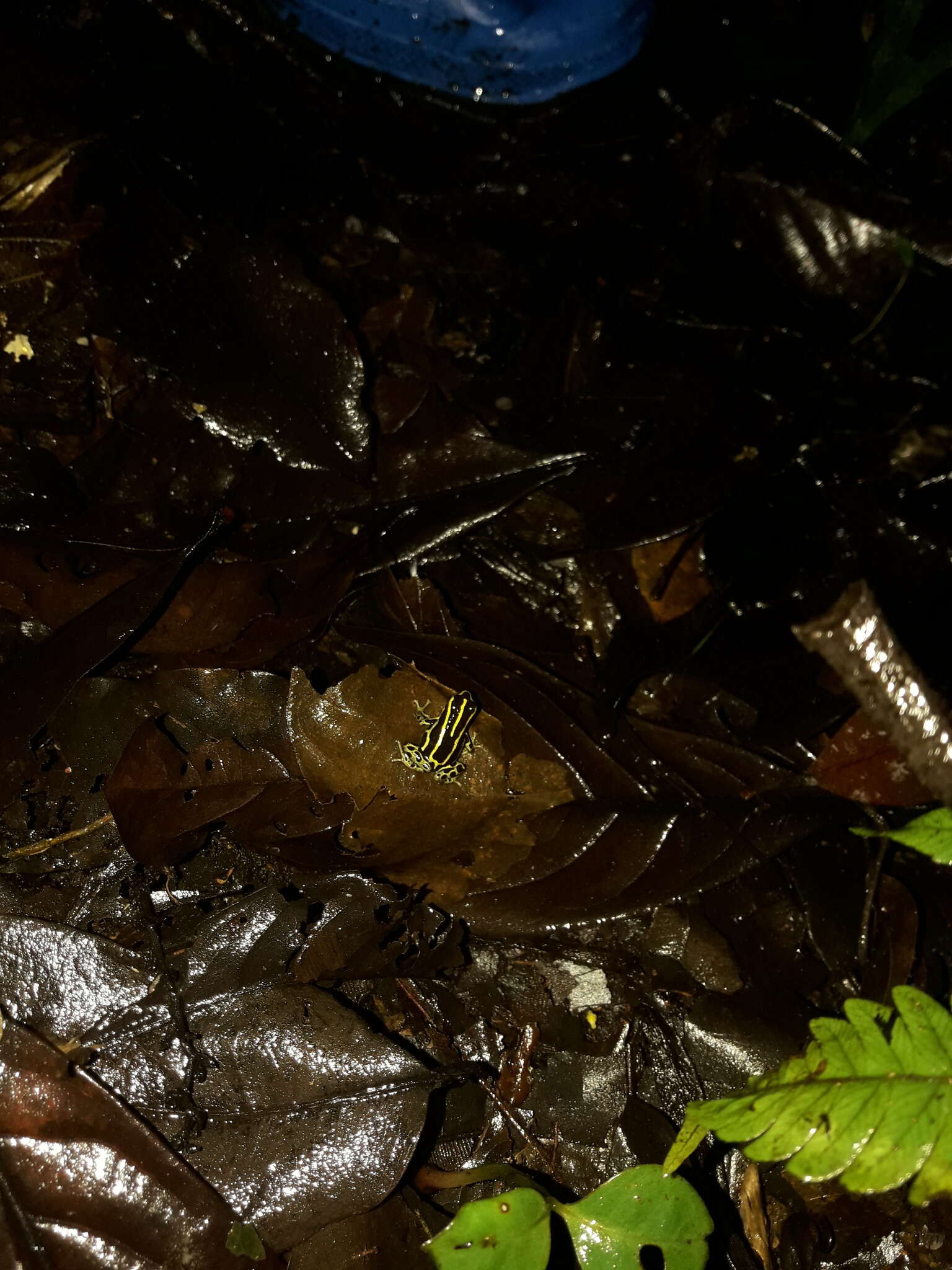 Image of Zimmermann's Poison Frog