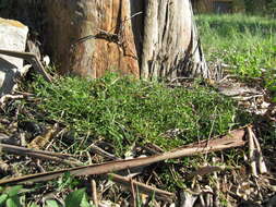 Plancia ëd Chenopodium nutans (R. Br.) S. Fuentes & Borsch