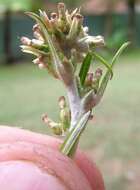 Imagem de Euchiton involucratus (Forst.)