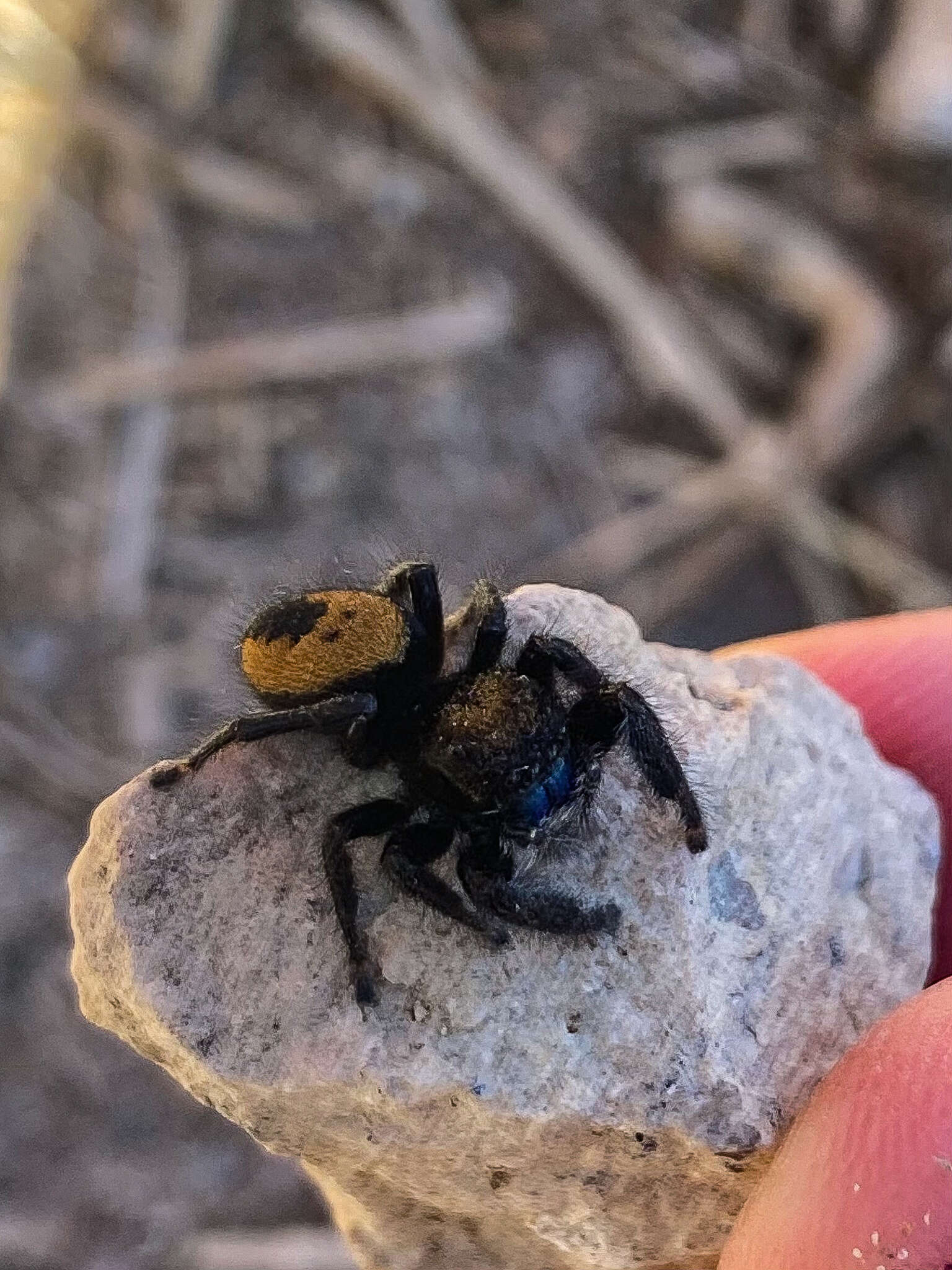 Image of Phidippus nikites Chamberlin & Ivie 1935