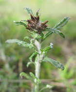 Imagem de Euchiton involucratus (Forst.)