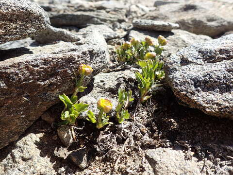 Image de Ranunculus eschscholtzii Schltdl.