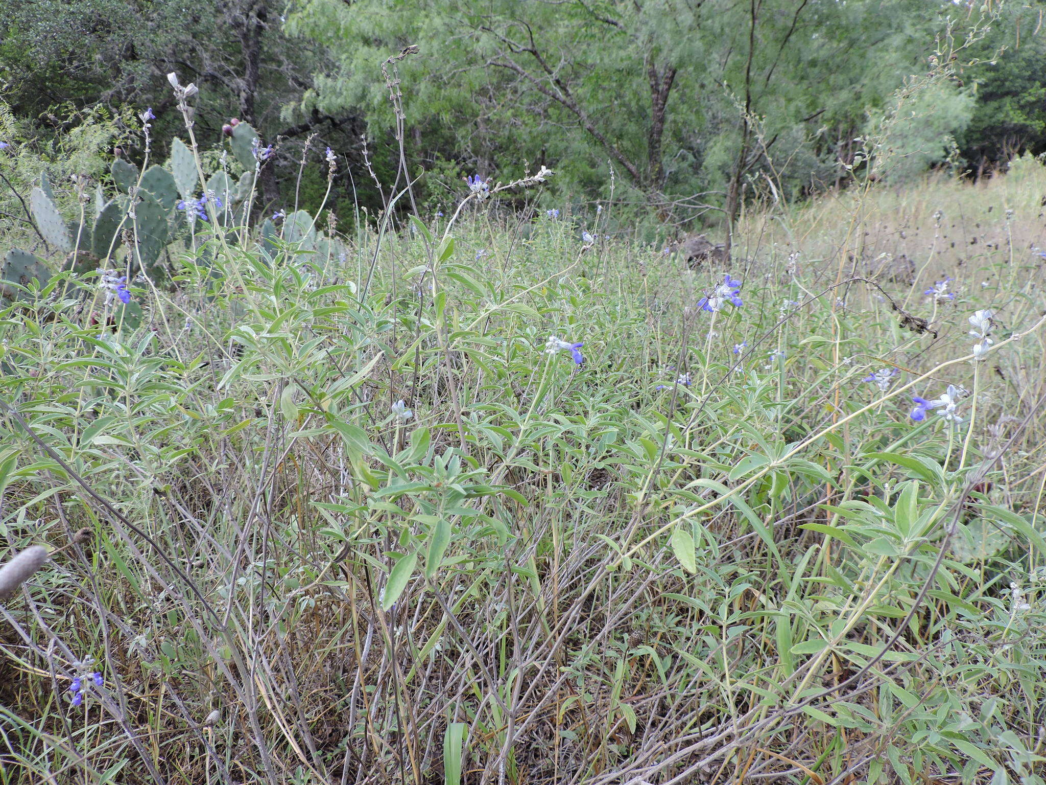 Image of mealycup sage