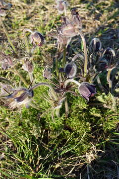 Pulsatilla pratensis subsp. nigricans (Störcke) Zämelis resmi