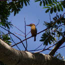Image of Cinnamon-backed Kingfisher