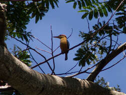 صورة Todiramphus australasia (Vieillot 1818)