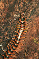 Image of Scolopendra viridicornis Newport 1844