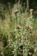 Imagem de Euchiton involucratus (Forst.)