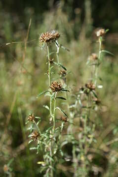 Imagem de Euchiton involucratus (Forst.)