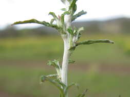 Imagem de Euchiton involucratus (Forst.)