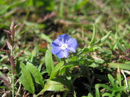 Image of slender dwarf morning-glory