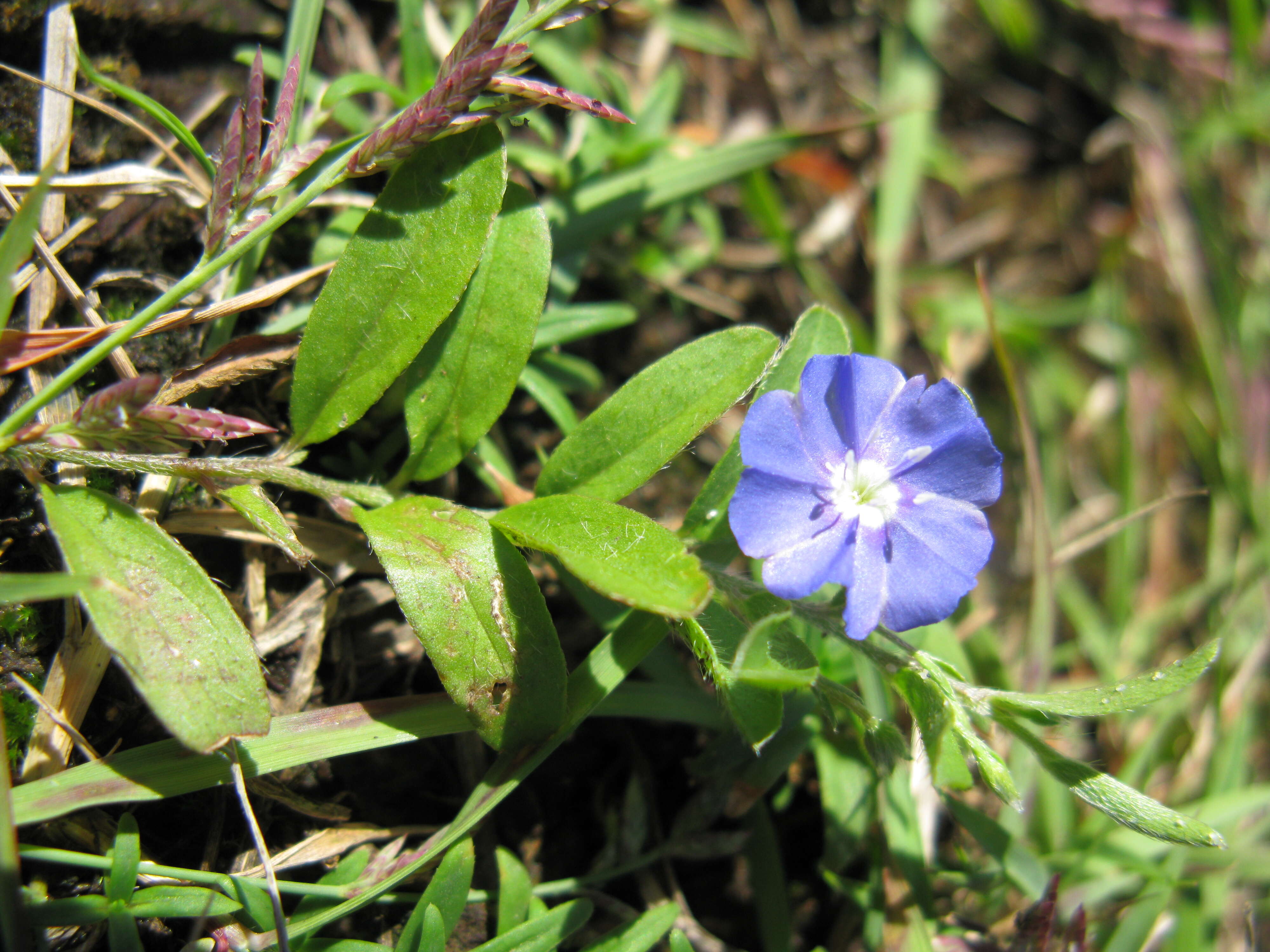 Image of slender dwarf morning-glory