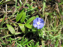 Image of slender dwarf morning-glory