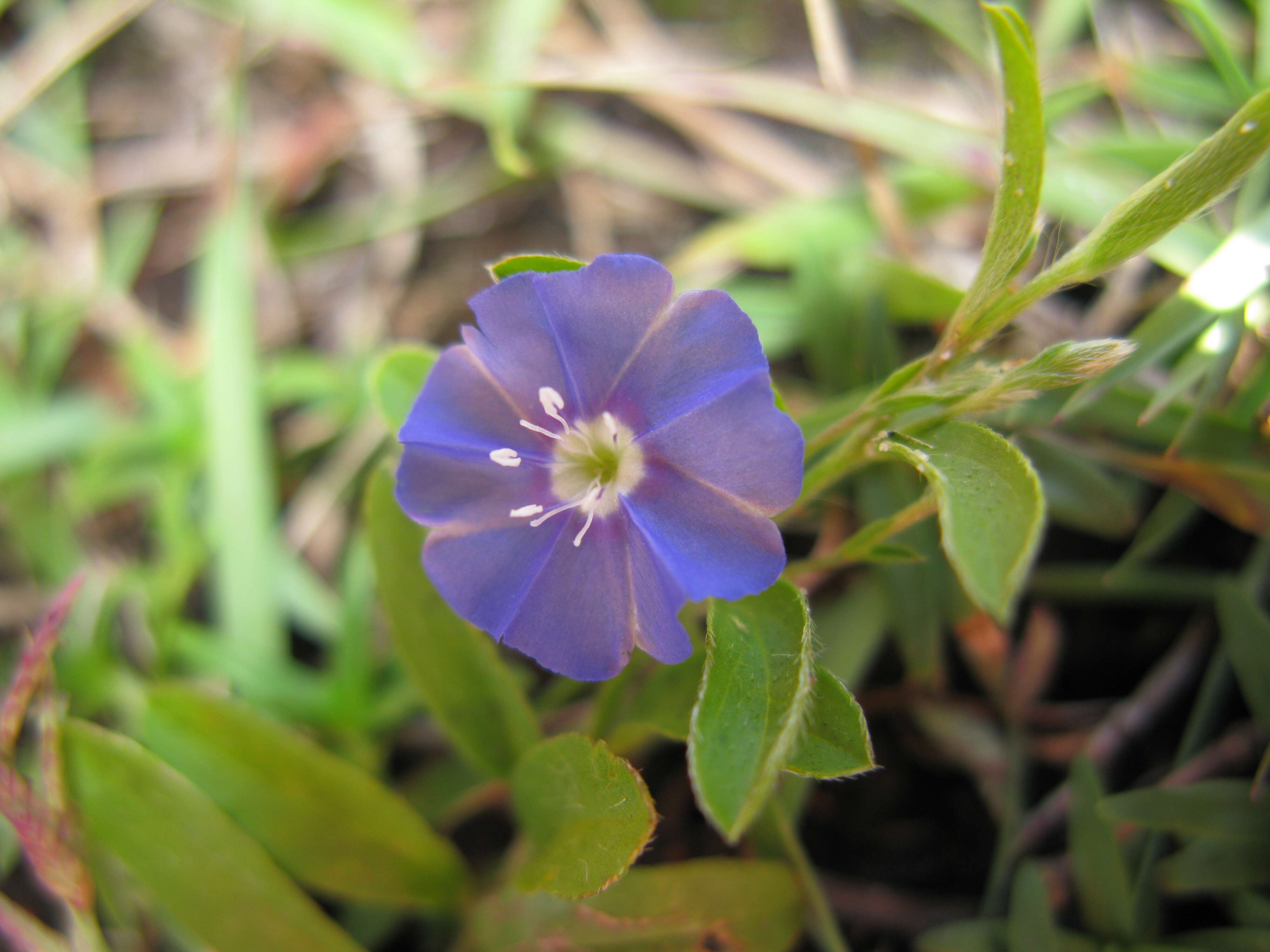 Image of slender dwarf morning-glory