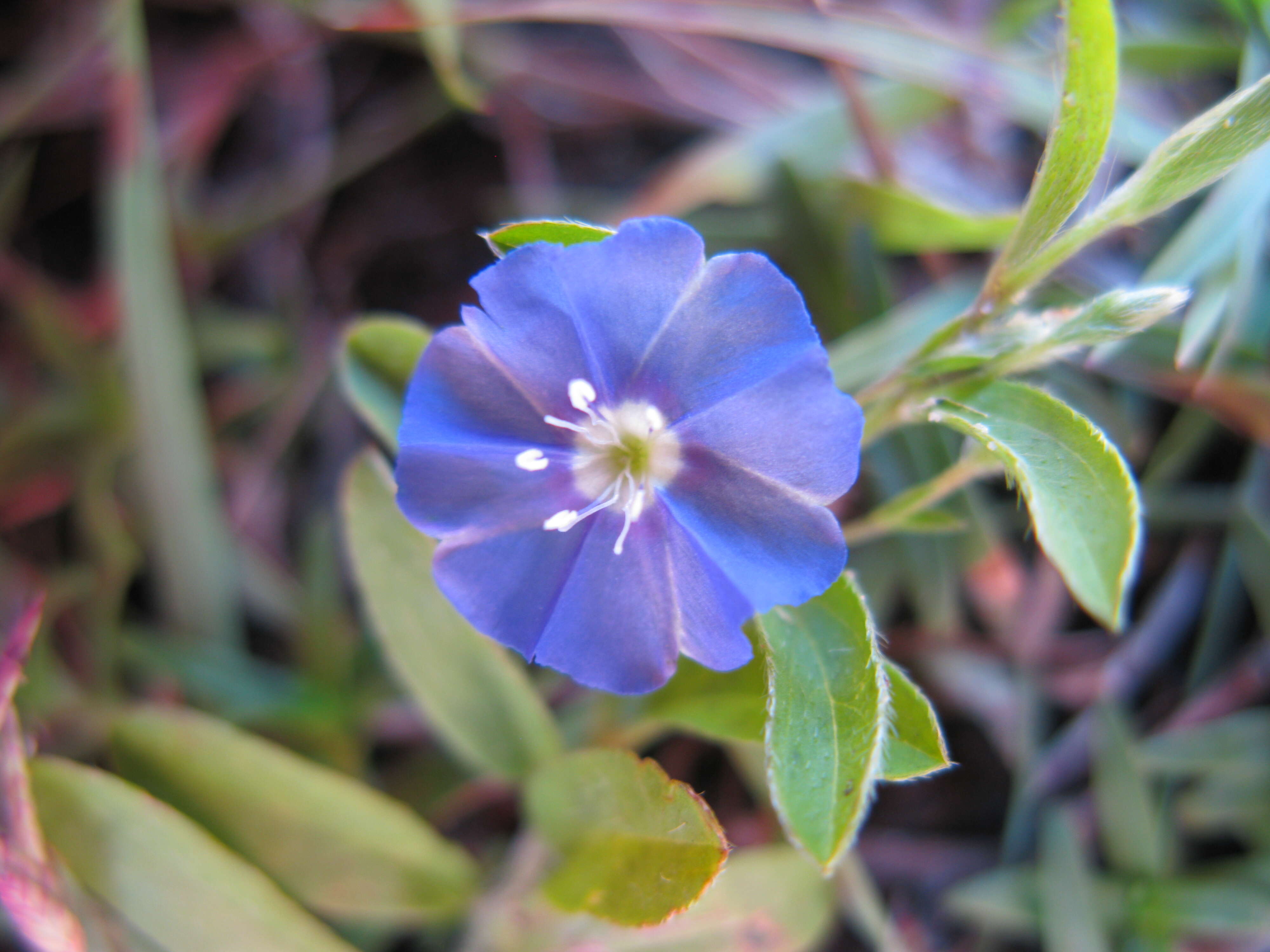 Image of slender dwarf morning-glory