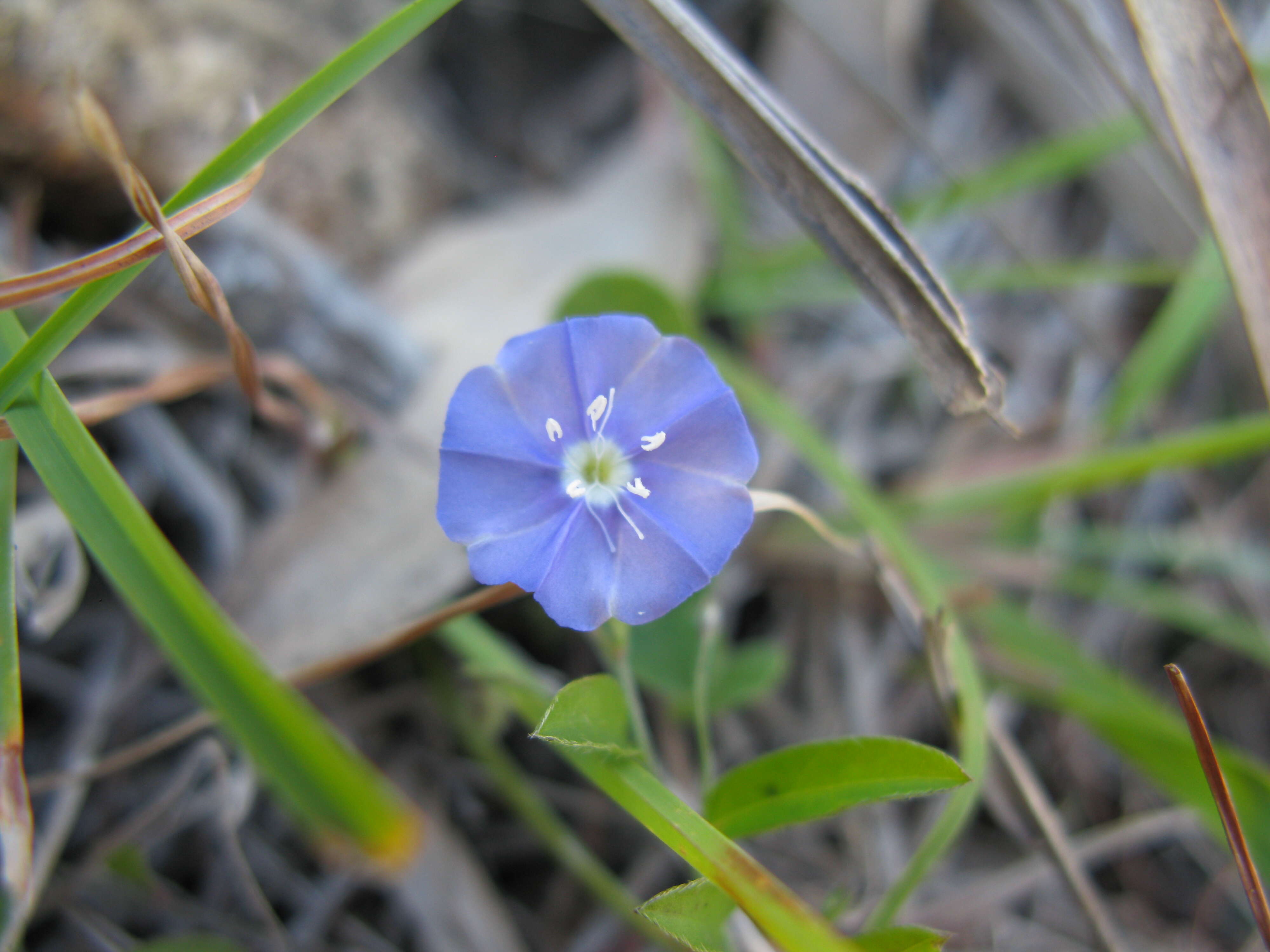 Image of slender dwarf morning-glory