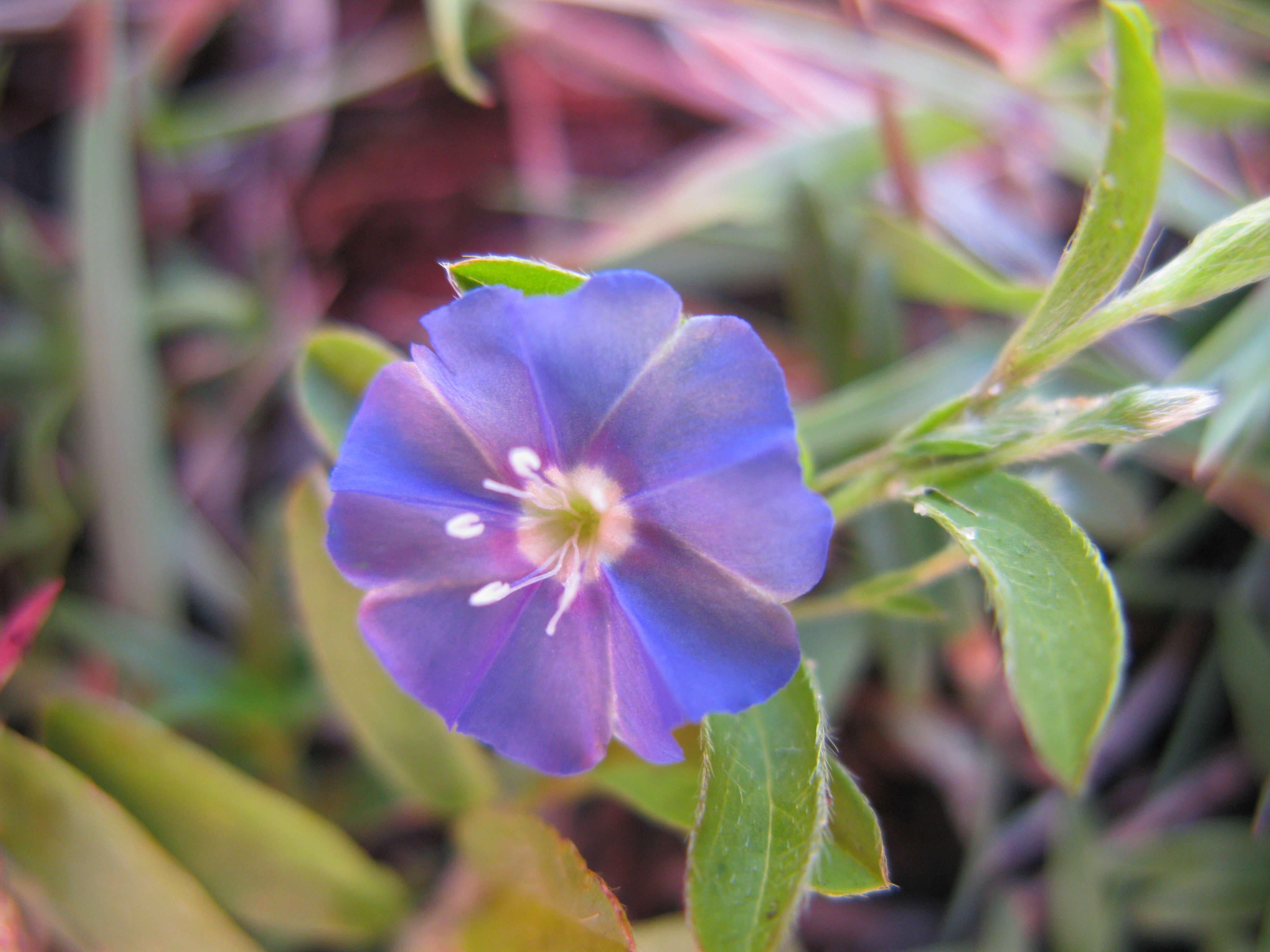 Image of slender dwarf morning-glory