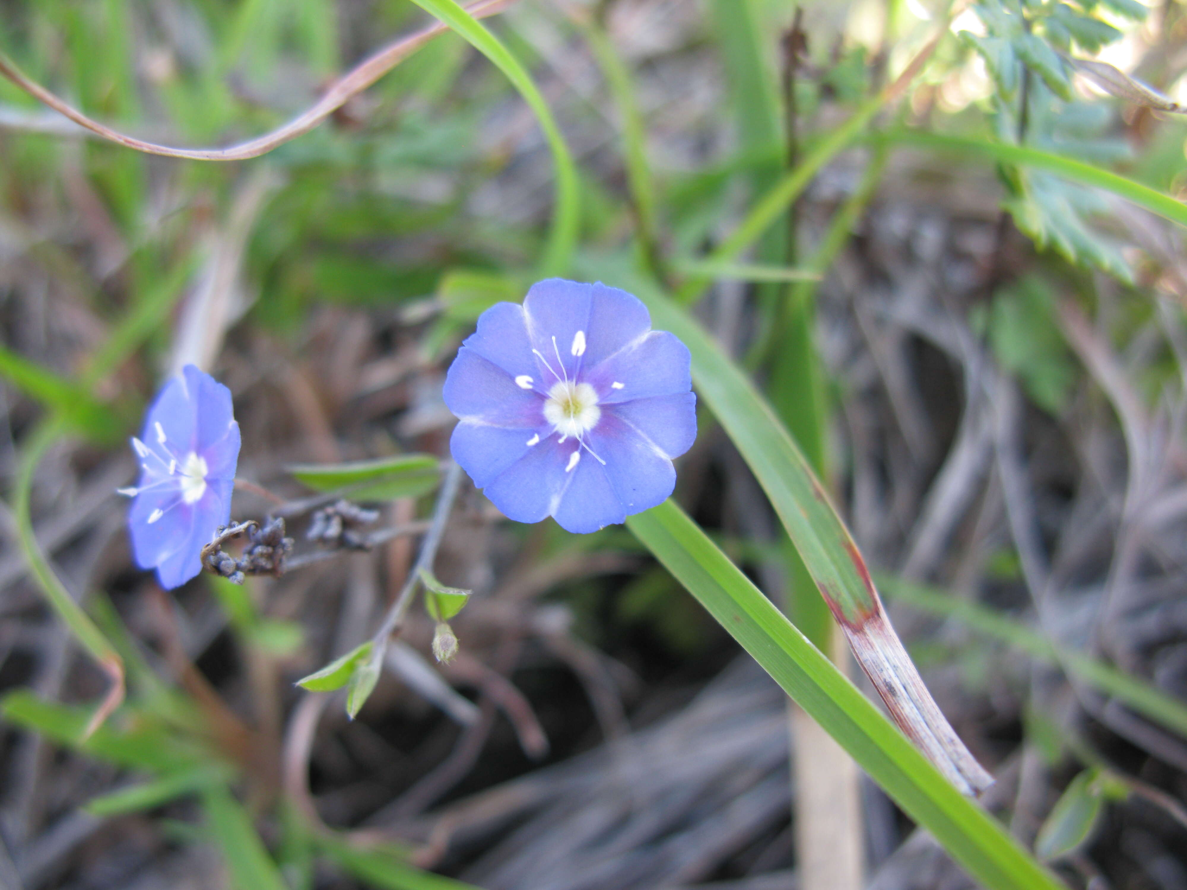 Image of slender dwarf morning-glory