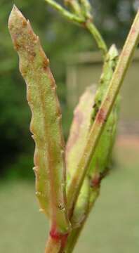 Image of Chinese raspwort