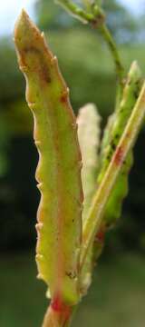 Image of Chinese raspwort