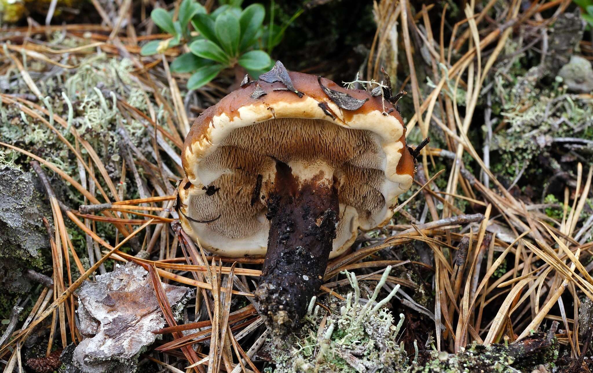 Image of Phellodon fuligineoalbus (J. C. Schmidt) Baird 2013