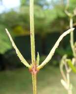 Image of Chinese raspwort