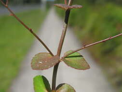 Image of Gonocarpus micranthus Thunb.