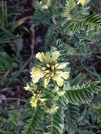 Sivun Astragalus strigulosus Kunth kuva