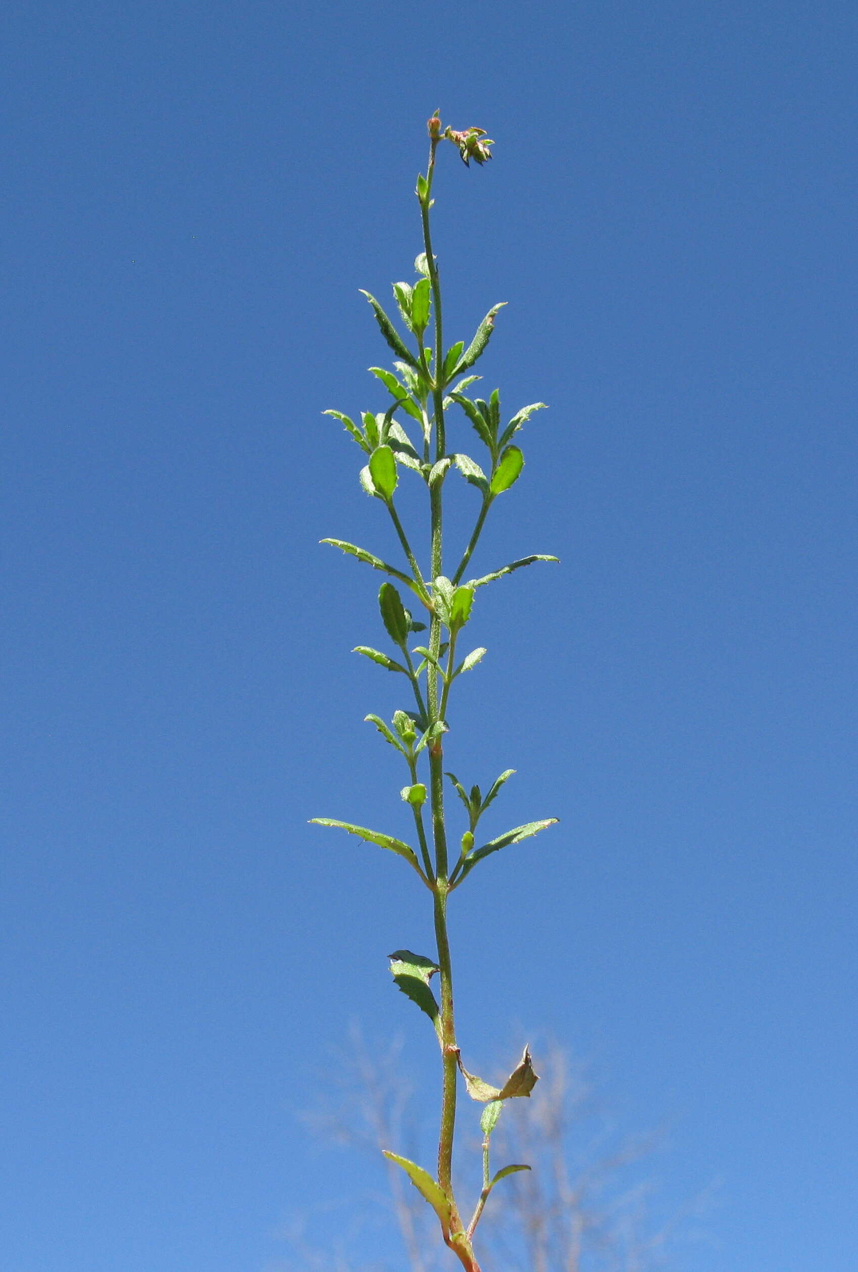 Image of Gonocarpus tetragynus Labill.