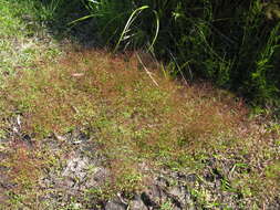 Image of Gonocarpus micranthus Thunb.