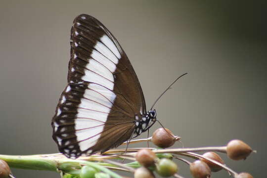 Imagem de Zethera pimplea Erichson 1834