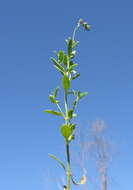 Image of Gonocarpus tetragynus Labill.