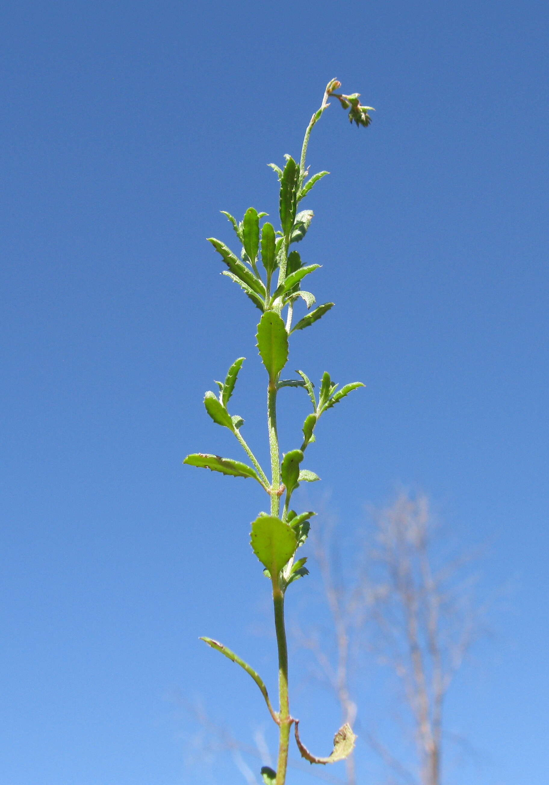 Image of Gonocarpus tetragynus Labill.