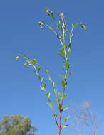 Image of Gonocarpus tetragynus Labill.