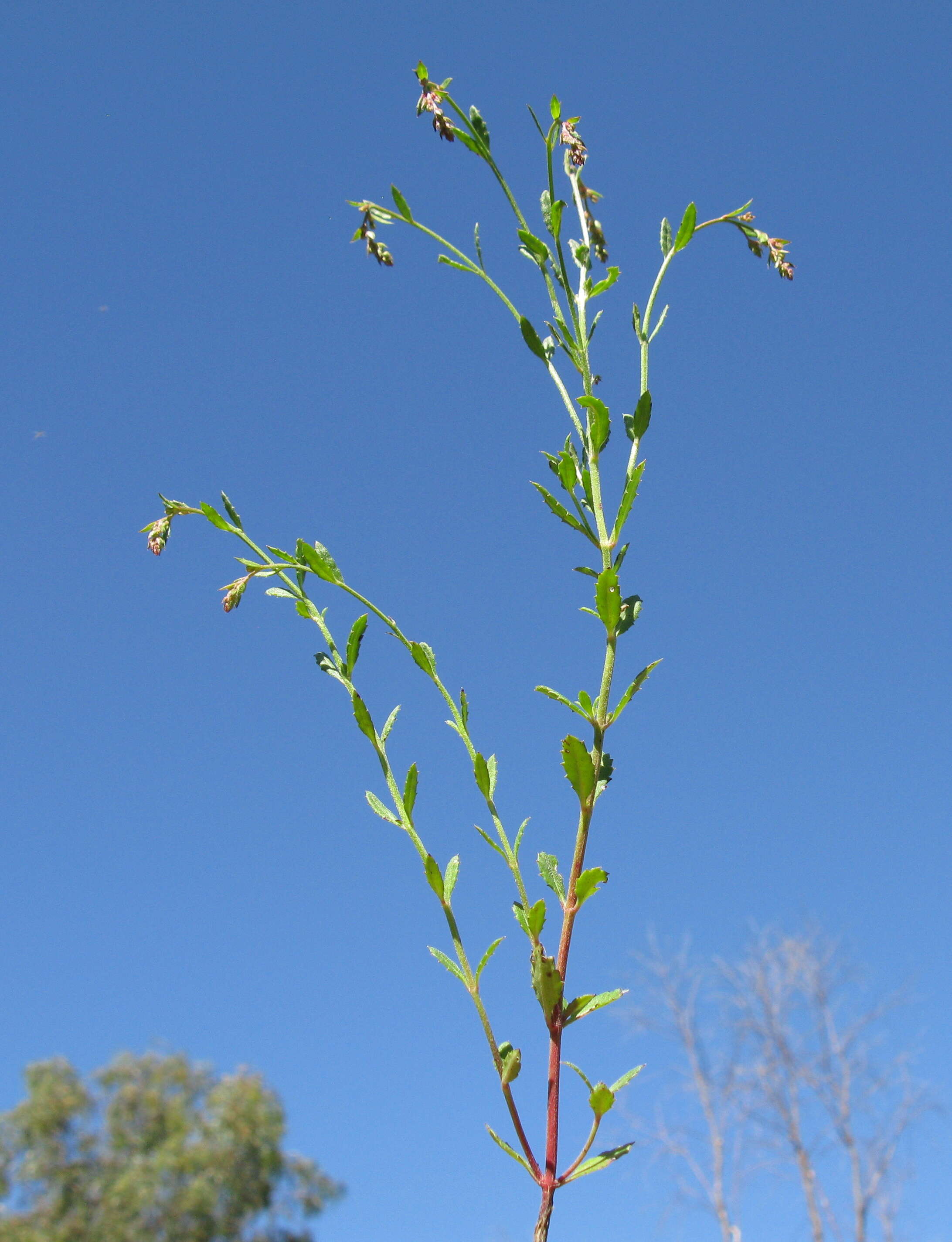 Image of Gonocarpus tetragynus Labill.