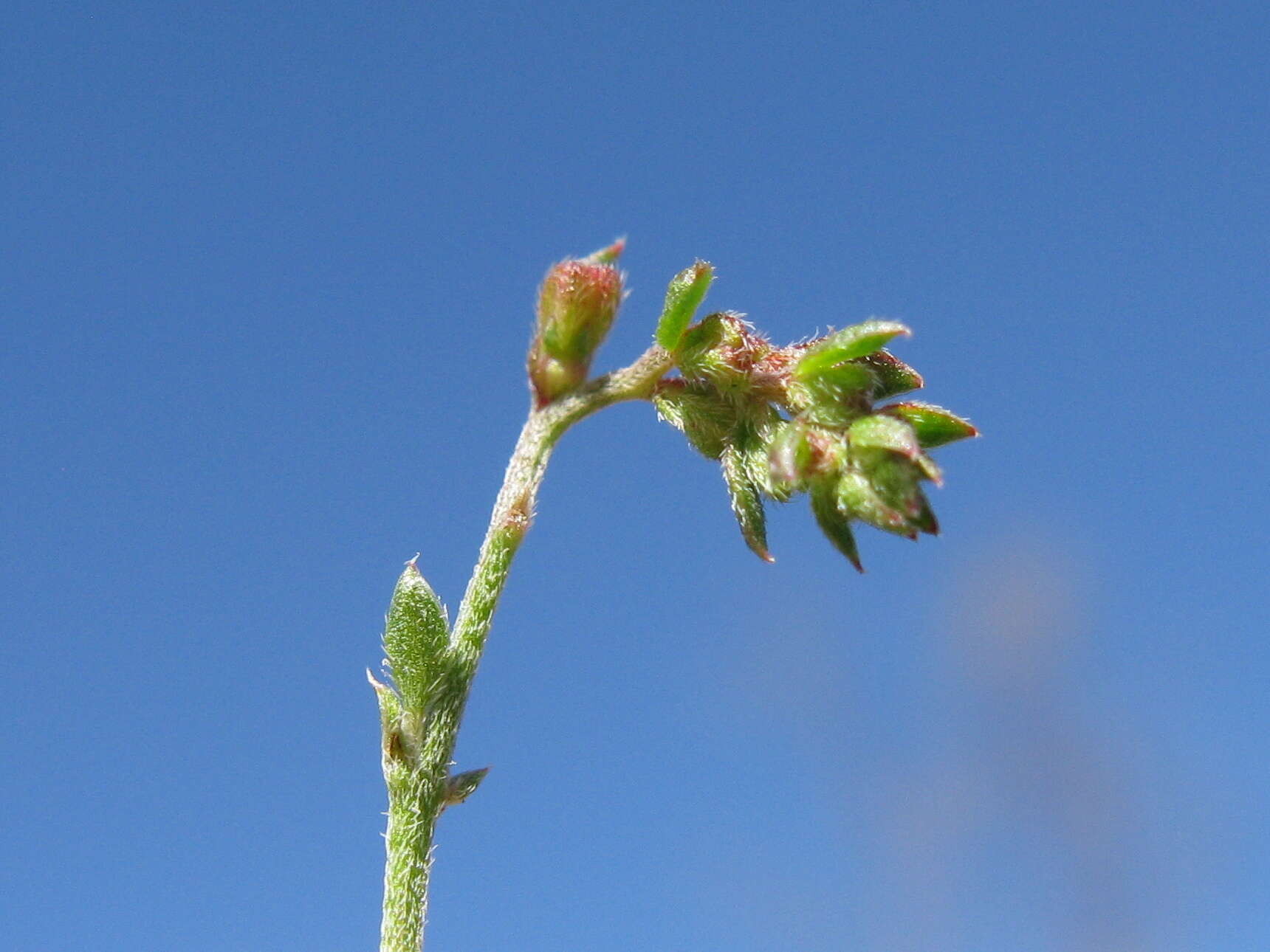 Image of Gonocarpus tetragynus Labill.