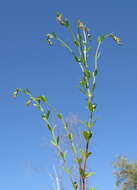 Image of Gonocarpus tetragynus Labill.