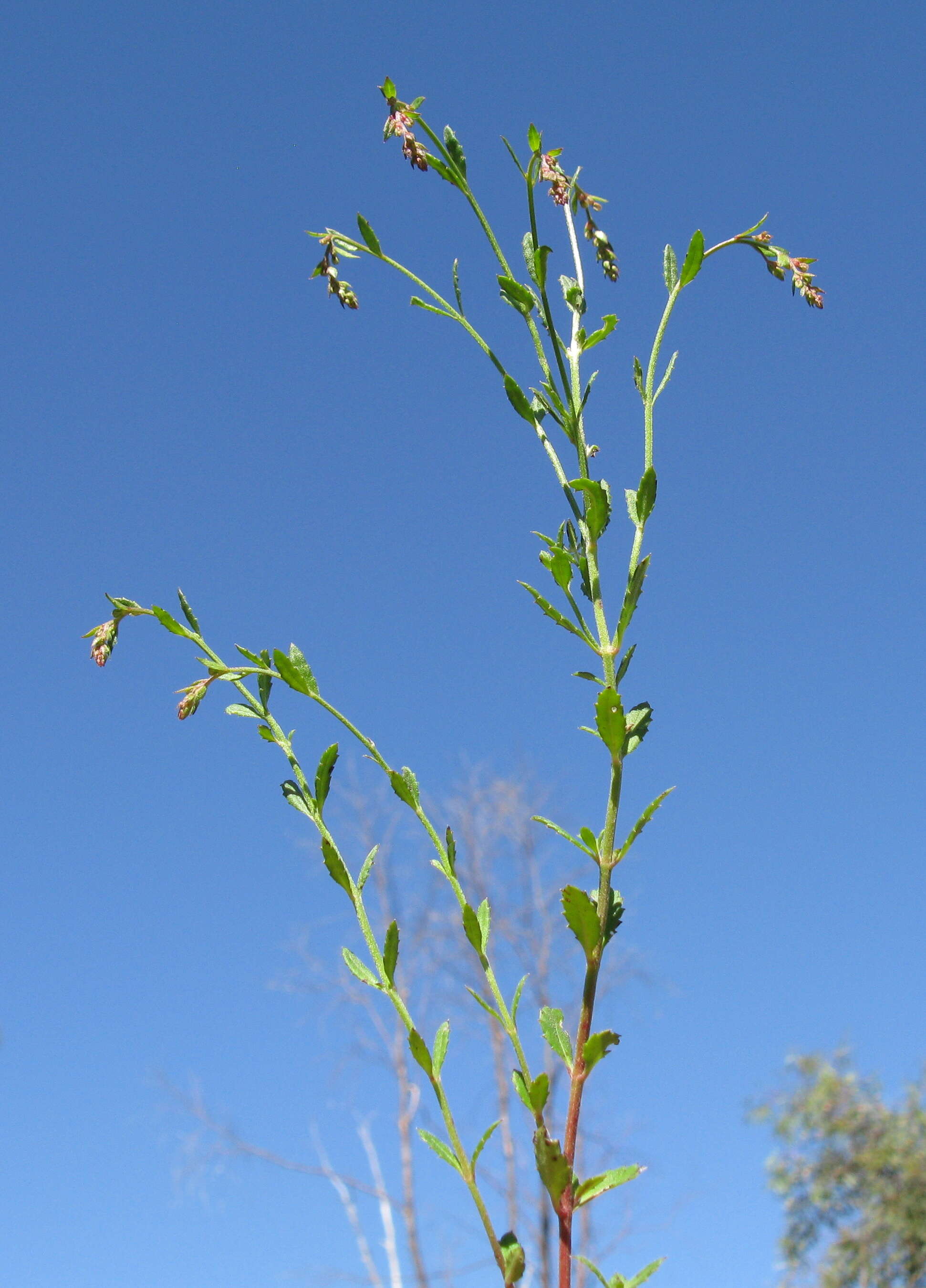 Image of Gonocarpus tetragynus Labill.