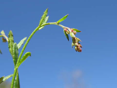 Image of Gonocarpus tetragynus Labill.