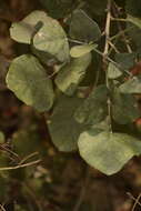 Image of Erythrina suberosa Roxb.