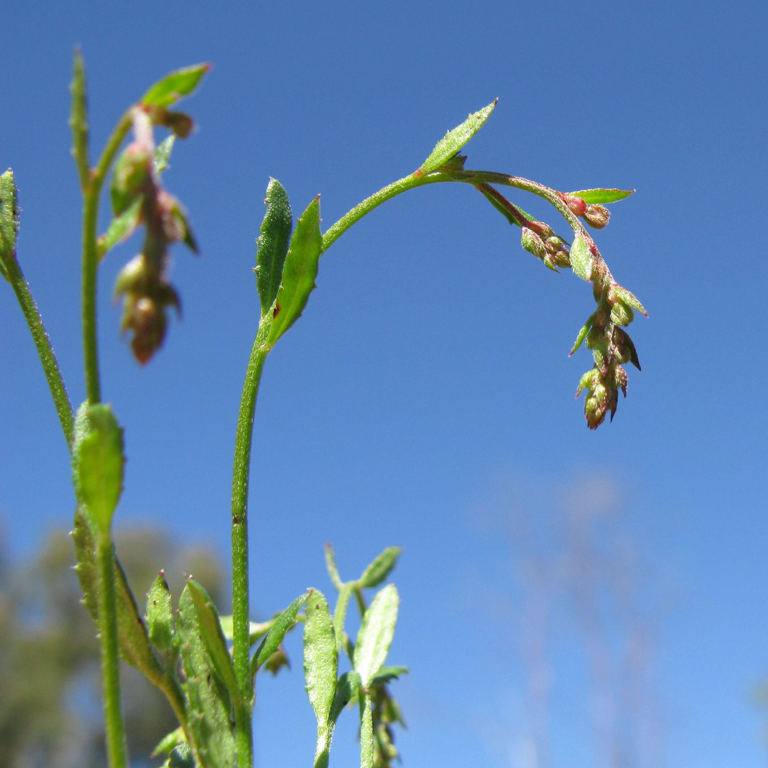 Image of Gonocarpus tetragynus Labill.