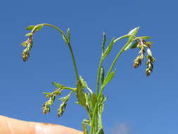 Image of Gonocarpus tetragynus Labill.