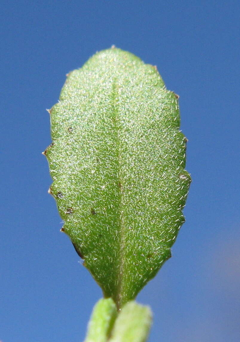 Image of Gonocarpus tetragynus Labill.