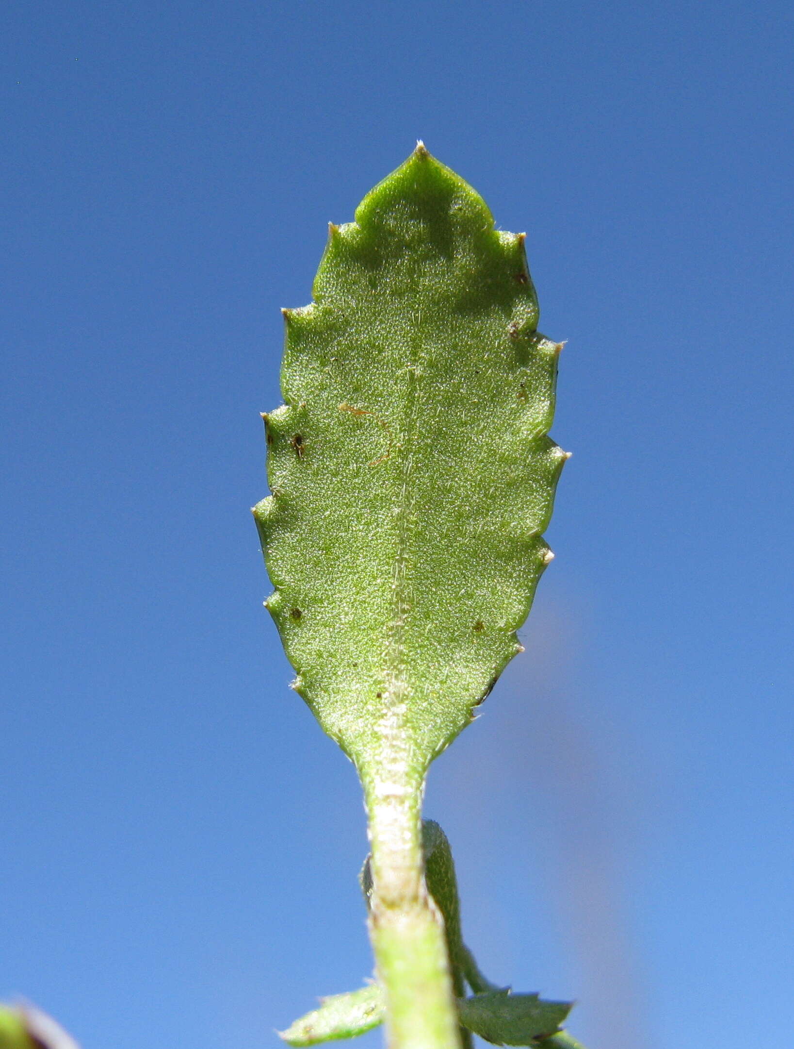 Image of Gonocarpus tetragynus Labill.