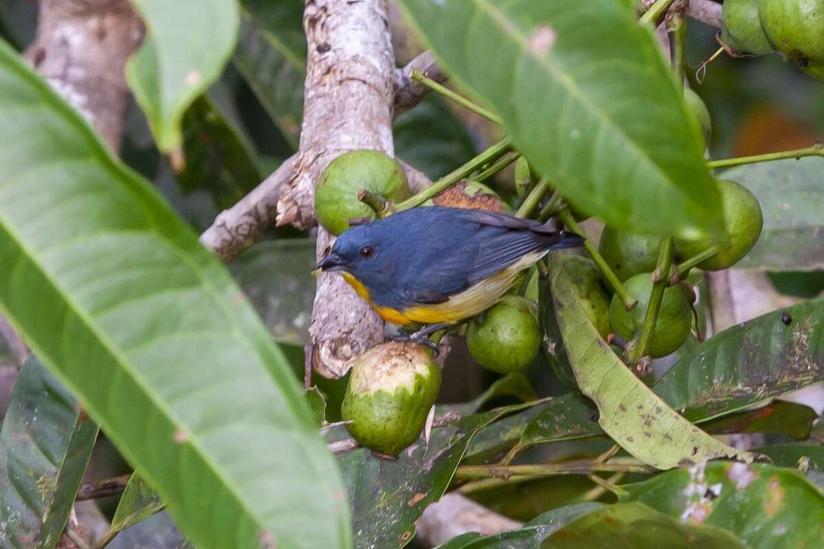 Image of Yellow-rumped Flowerpecker