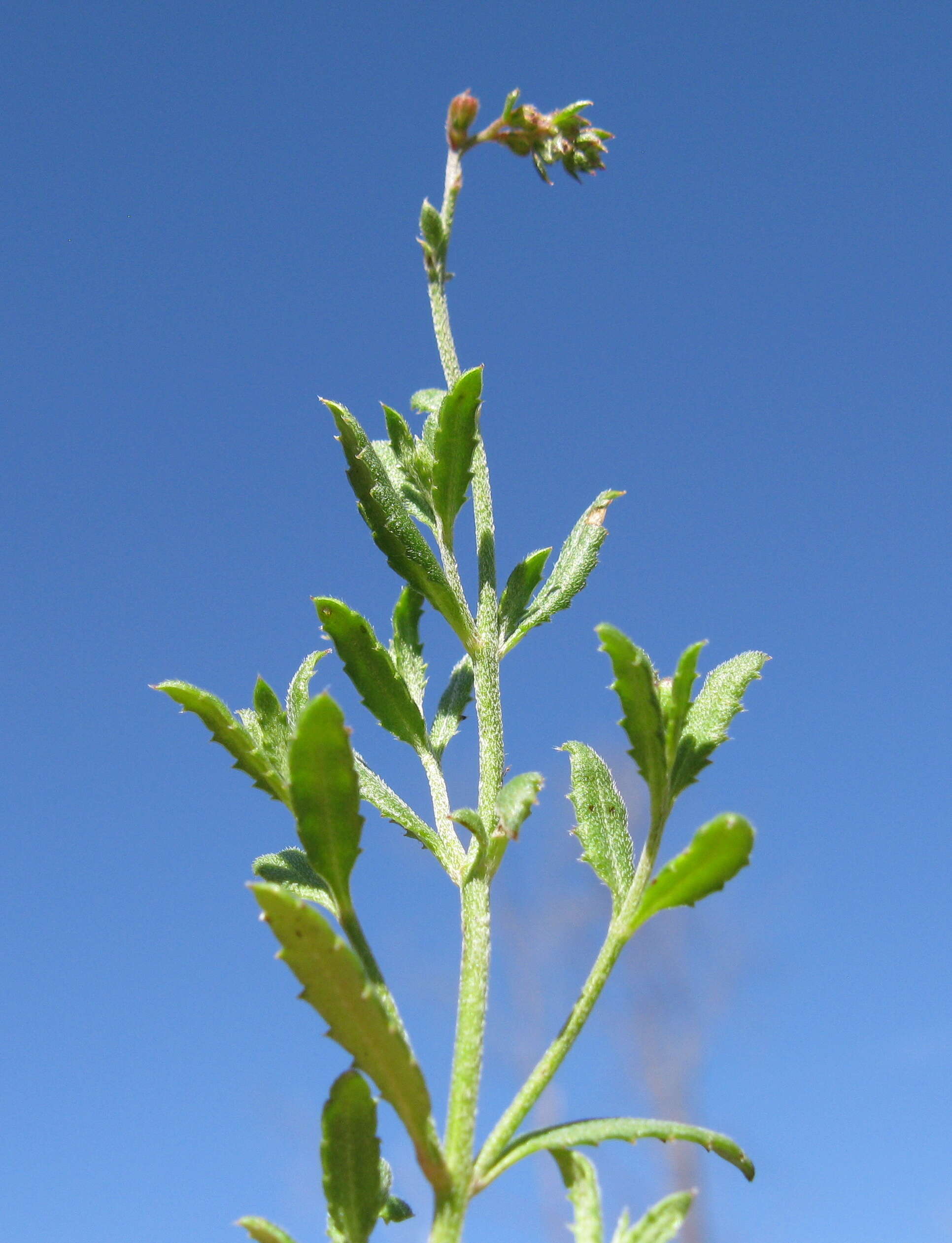 Image of Gonocarpus tetragynus Labill.