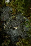 Image of Peltigera dolichorhiza (Nyl.) Nyl.