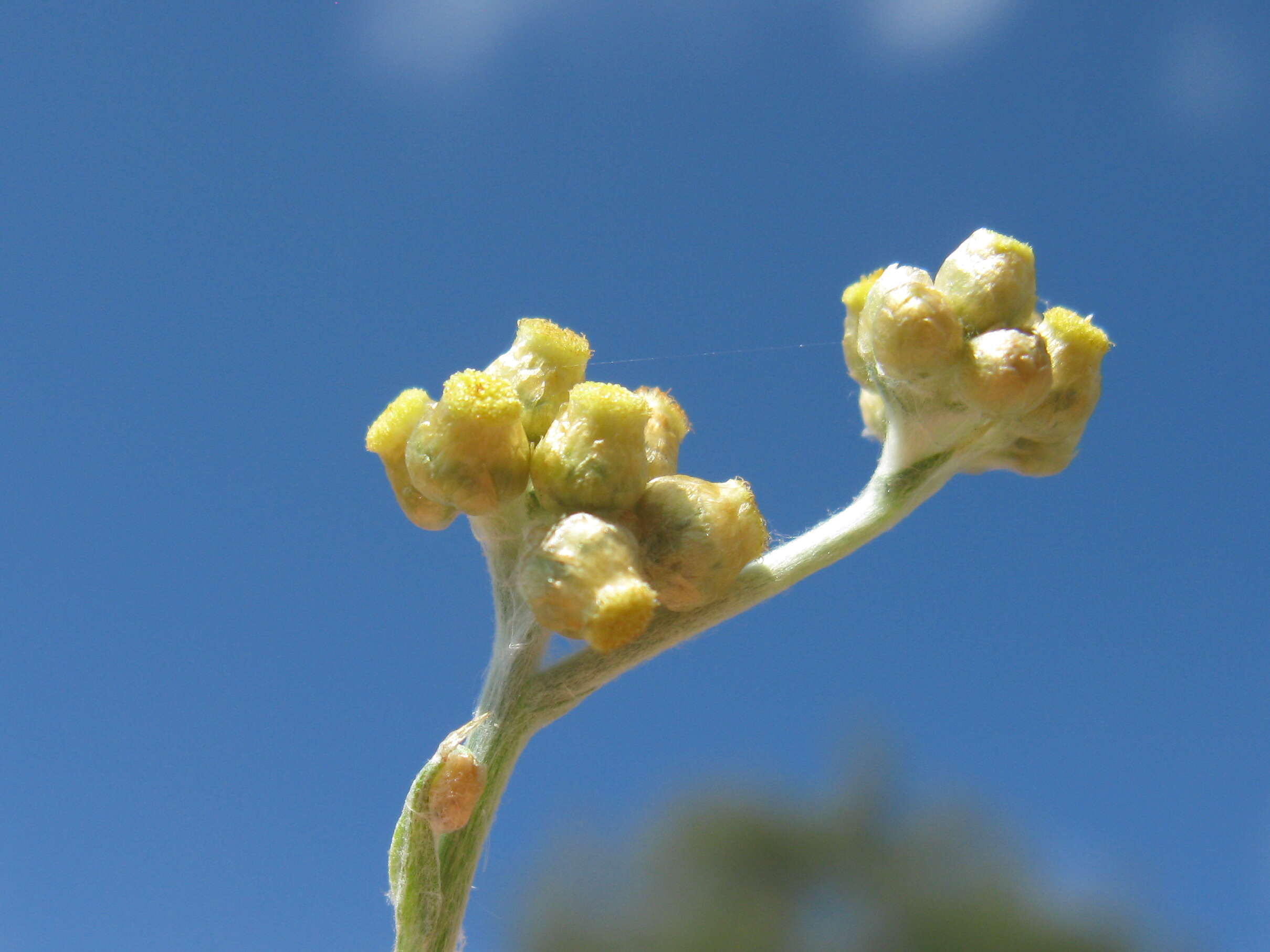 Image of Jersey cudweed