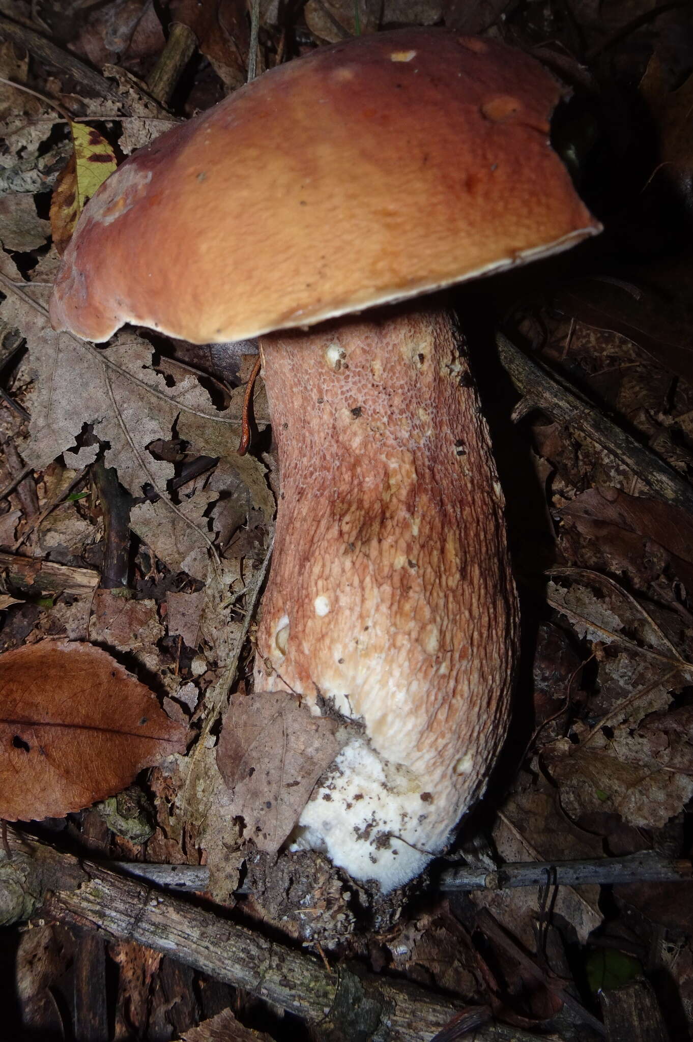 Image of Boletus subcaerulescens (E. A. Dick & Snell) Both, Bessette & A. R. Bessette 2000