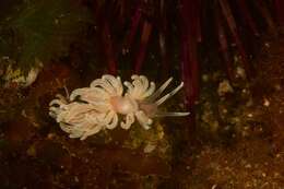 Image of coral nudibranch